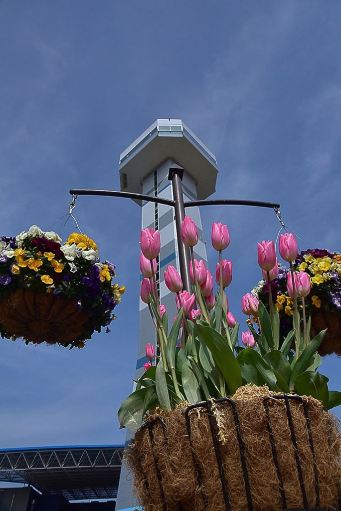 木曽三川公園　チューリップ